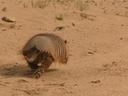 Armadillo, making a run for it!